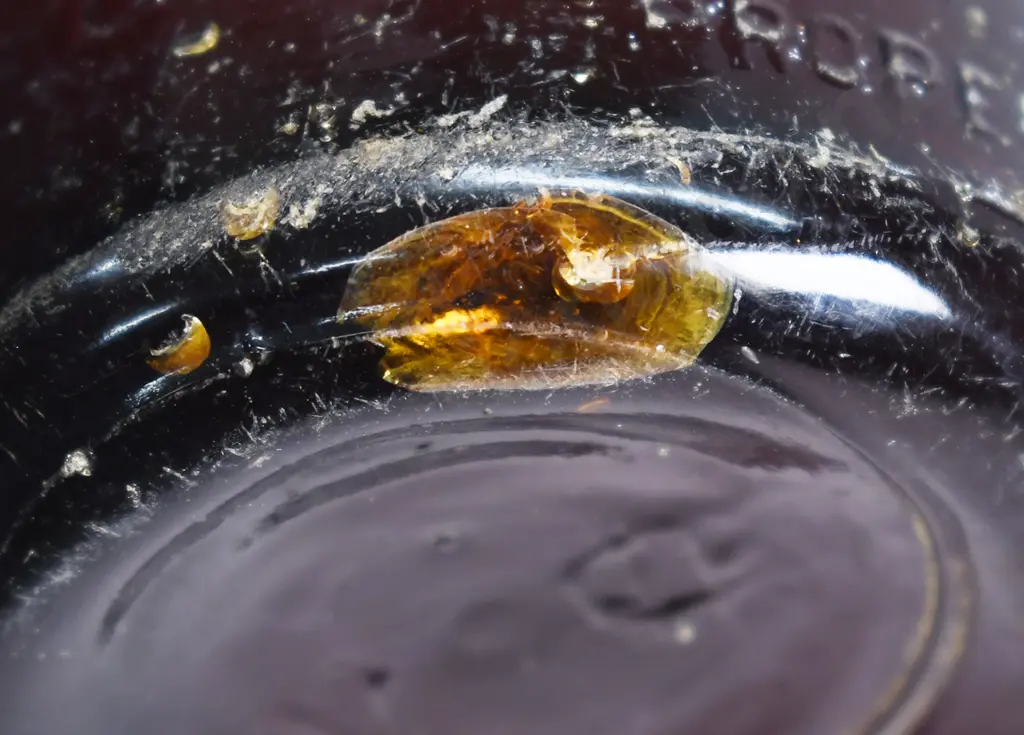 LION BREWERY CROWN TOP BEER Image 1++